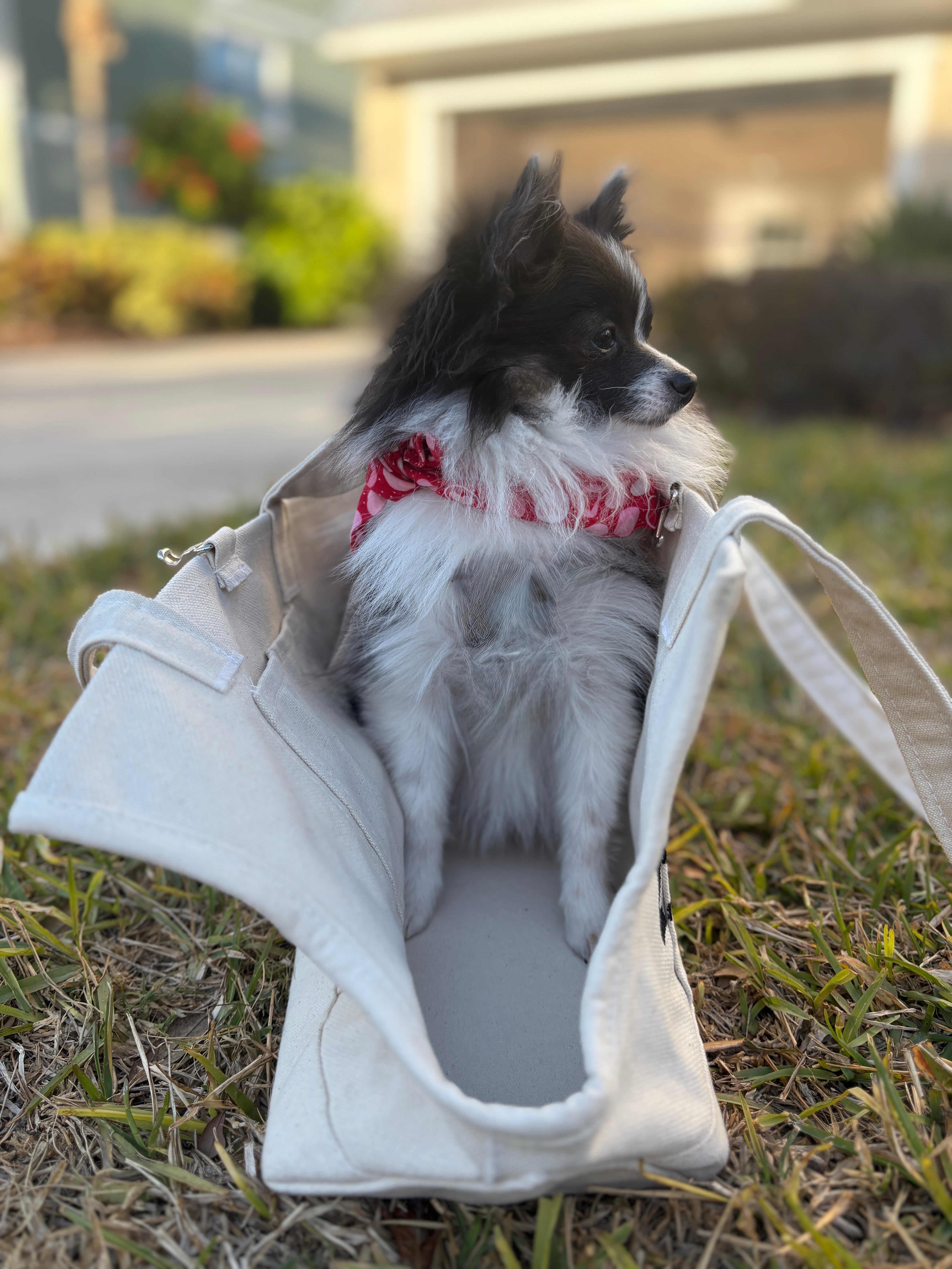 Small Dog Carrier • Custom