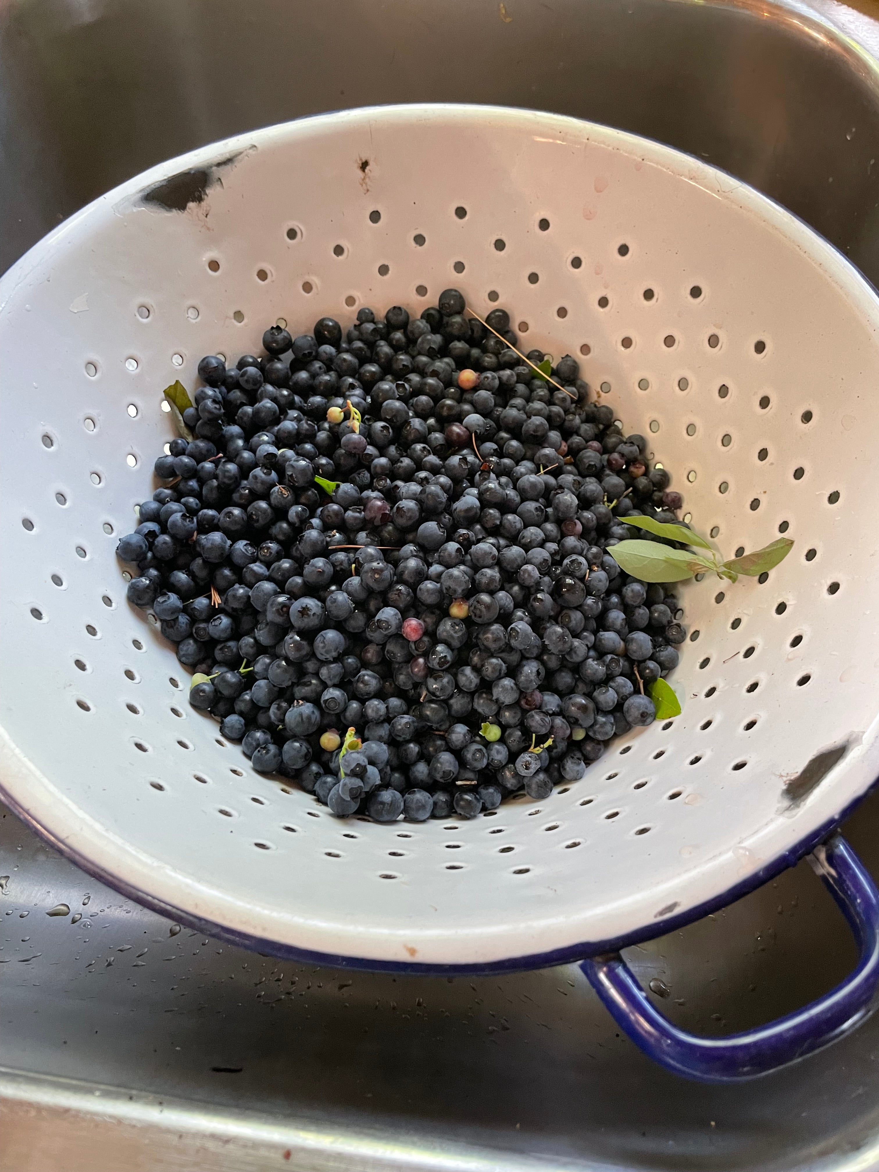 Maine Loon Medium Tote