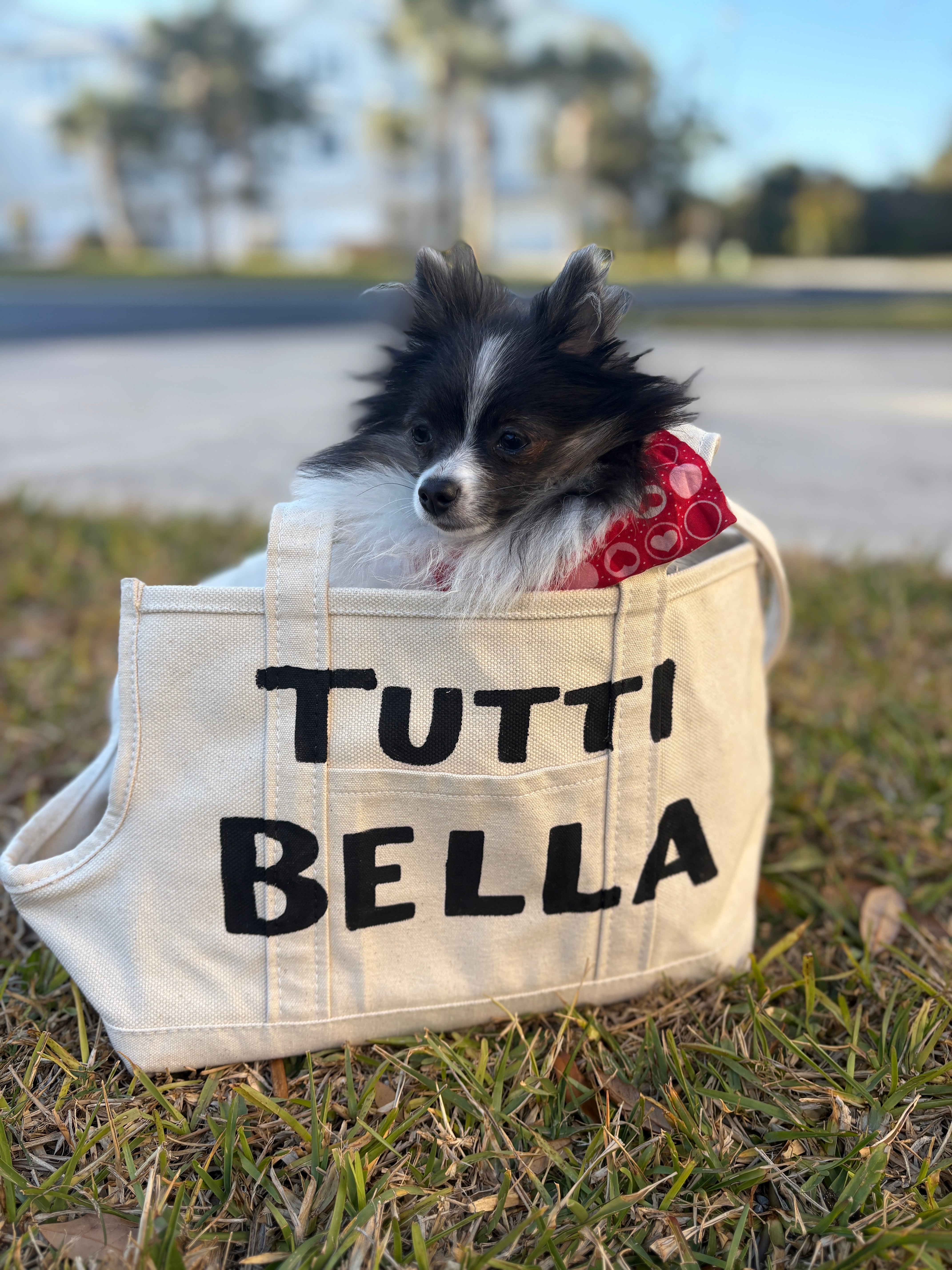 Small Dog Carrier • Custom